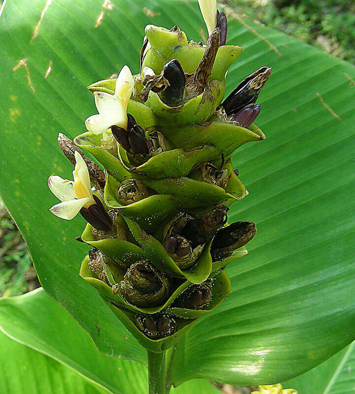 Image of Goeppertia cylindrica (Roscoe) Borchs. & S. Suárez