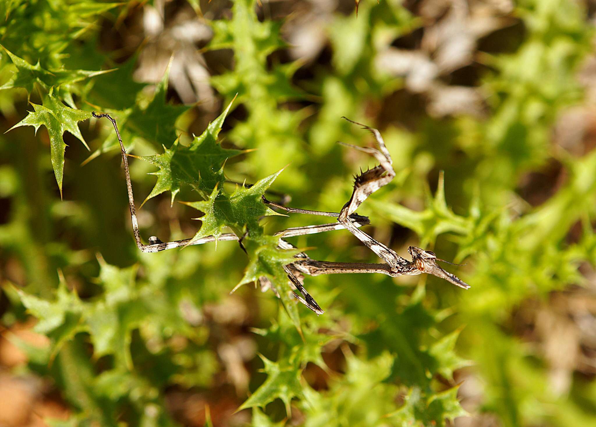 Image of Empusidae