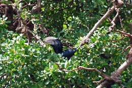 Image of Silvery-cheeked Hornbill