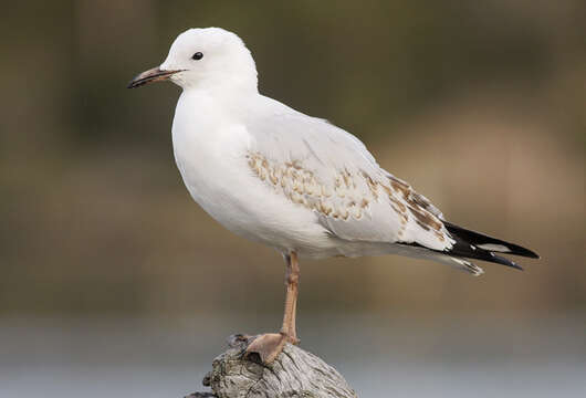 Image of Hooded gulls