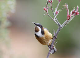 Image of Spinebill