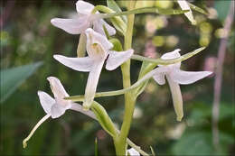 Image of Platanthera bifolia subsp. bifolia