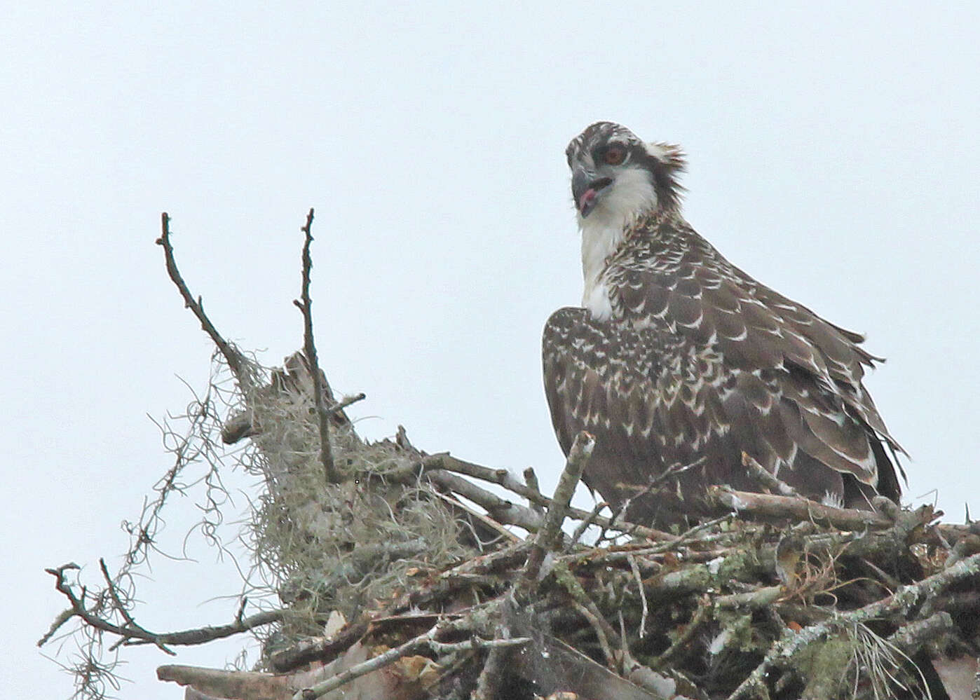 Image of ospreys