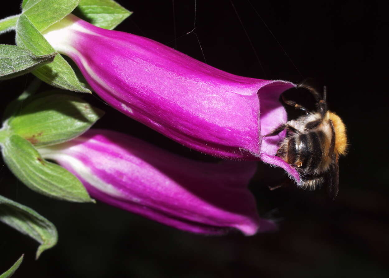 Image of Foxgloves