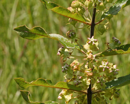 Sivun Asclepias tomentosa Ell. kuva