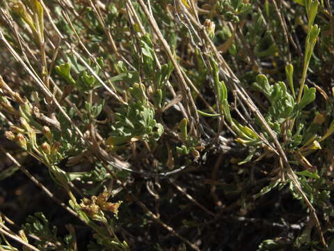 Image of black sagebrush