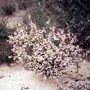 Image of Zieria aspalathoides subsp. aspalathoides