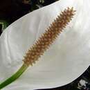 Image of Spathiphyllum floribundum (Linden & André) N. E. Br.