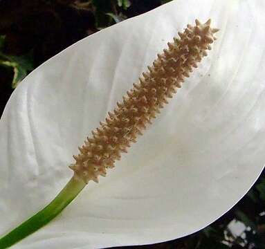 Image of Spathiphyllum floribundum (Linden & André) N. E. Br.