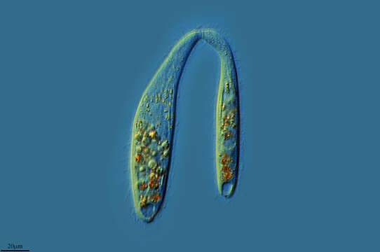 Image of Trachelophyllum apiculatum (Perty 1852) Claparède & Lachmann 1859