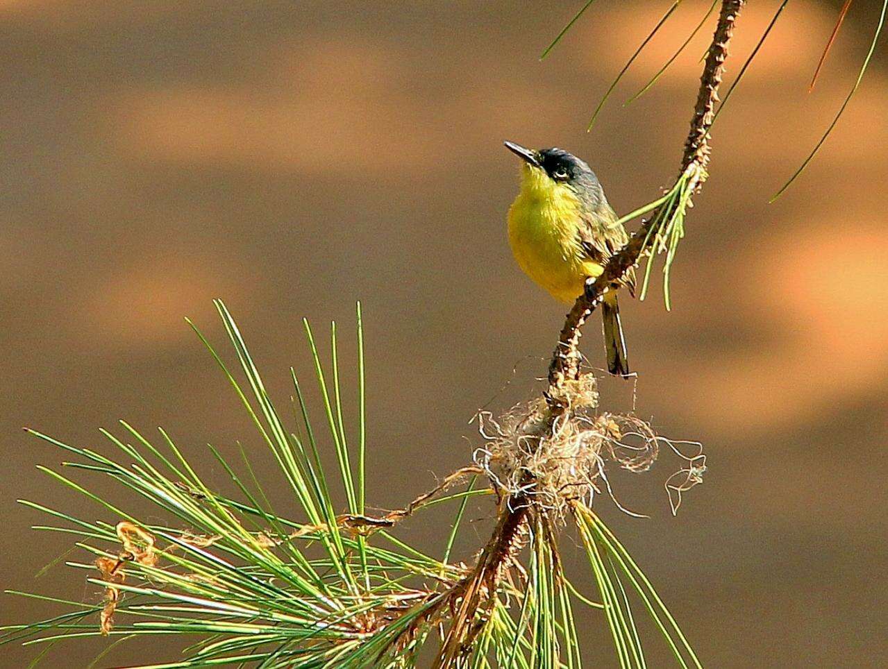 Plancia ëd Todirostrum cinereum (Linnaeus 1766)