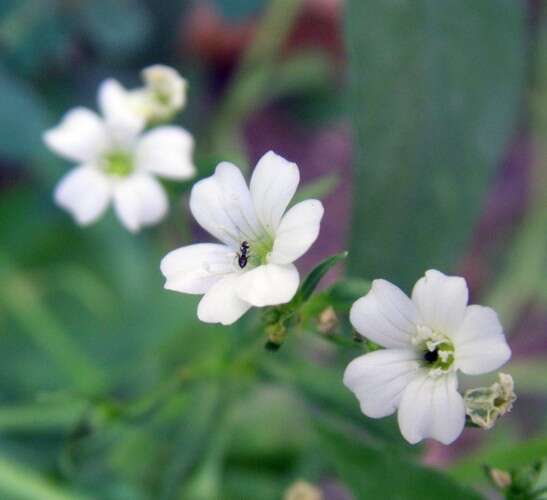 Image of Gypsophila