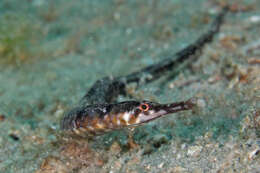 Image of Chain pipefish