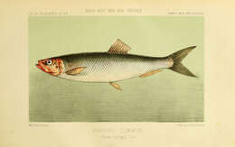 Image of Atlantic Herring