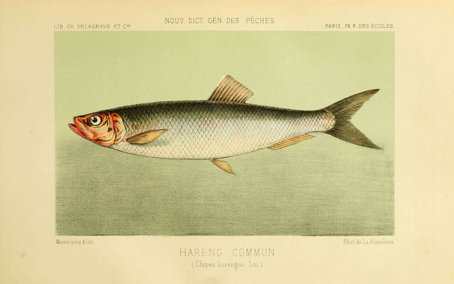 Image of Atlantic Herring