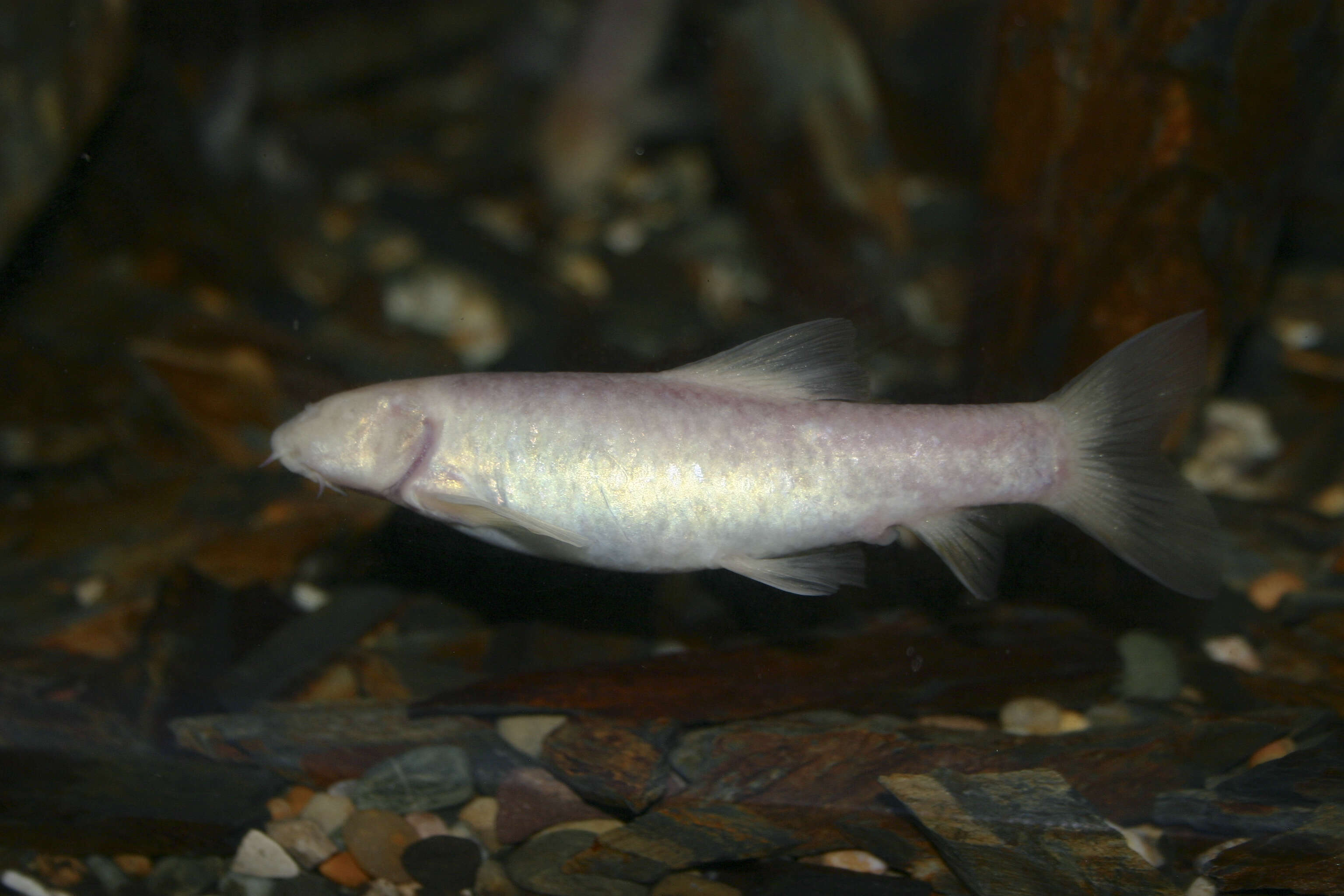 Image of Doctor Fish