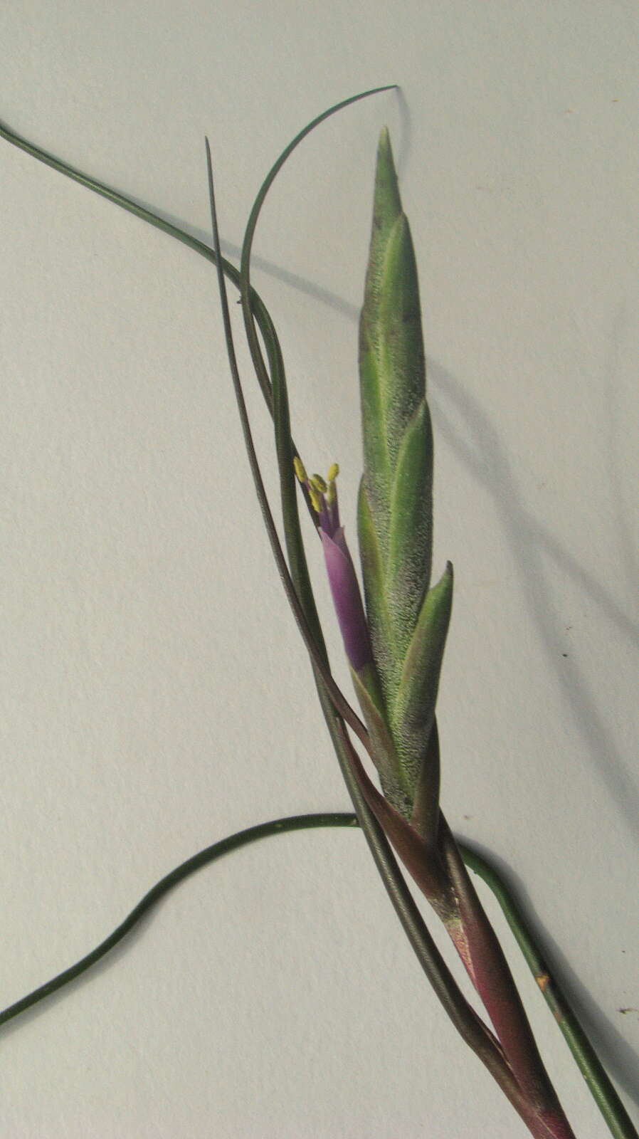 Image of bulbous airplant