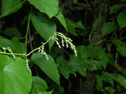 Image of Cissampelos grandifolia Triana & Planch.