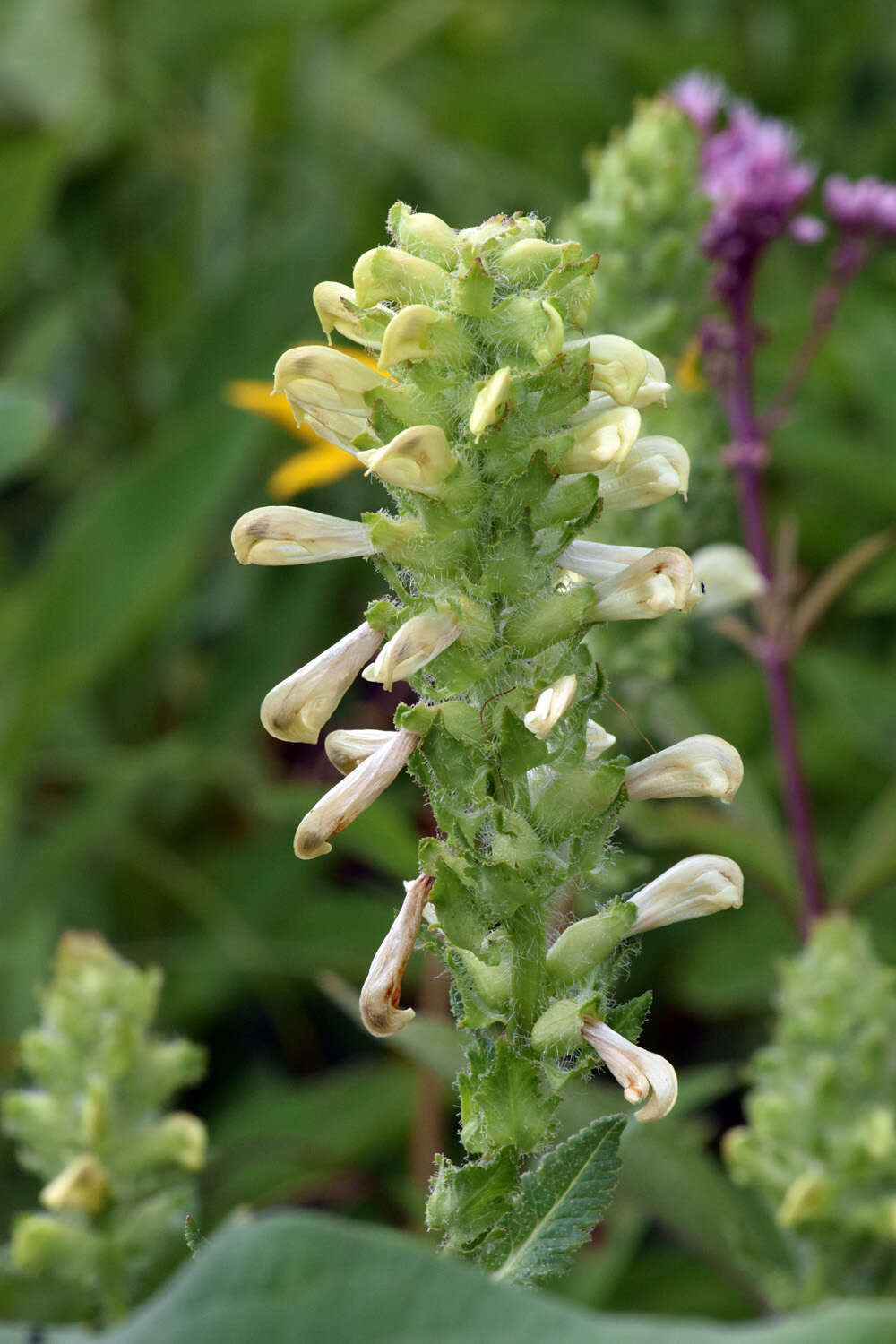 Image of swamp lousewort