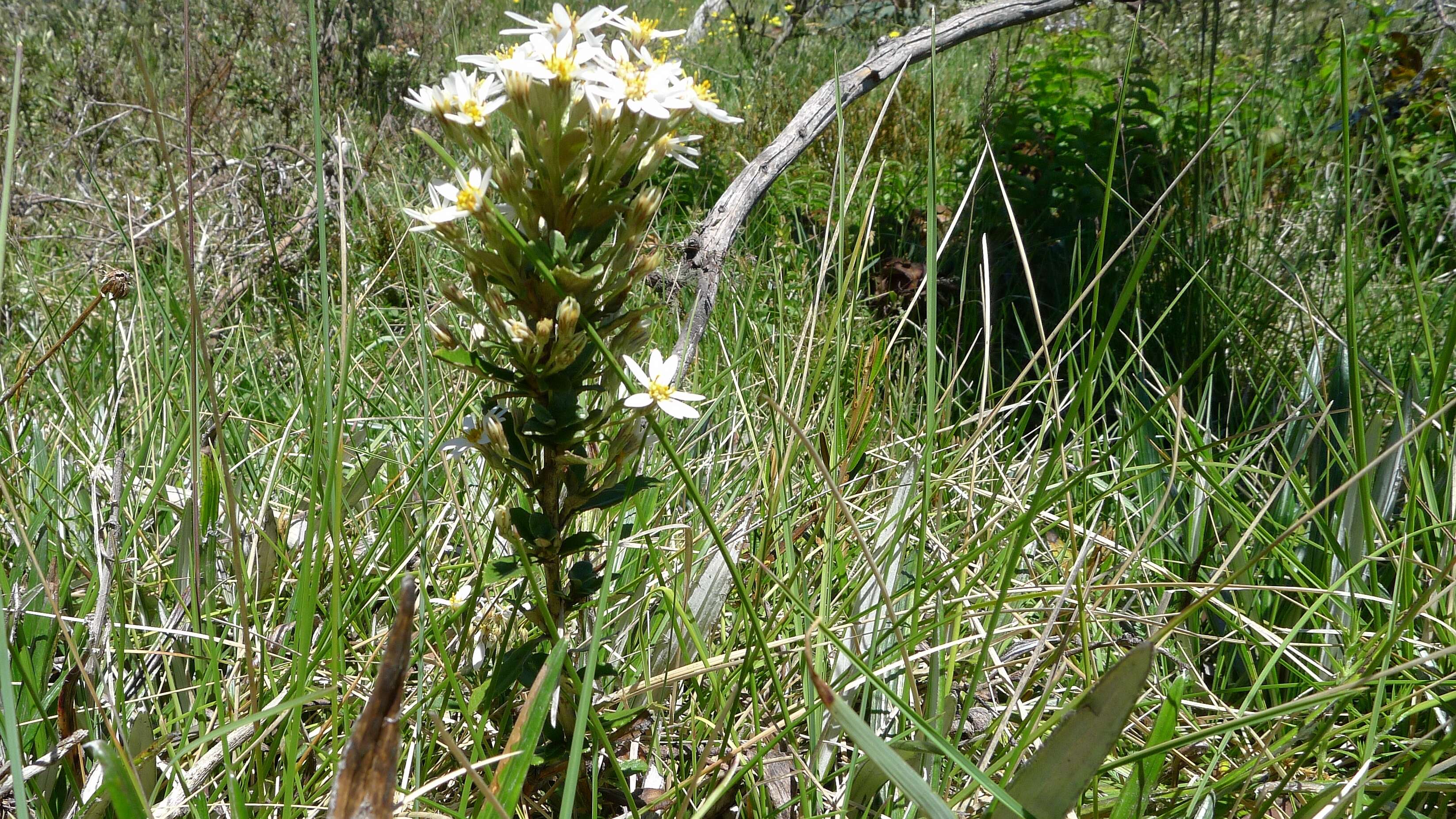 Olearia myrsinoides (Labill.) F. Müll. resmi