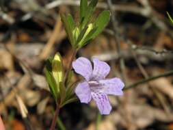 Dyschoriste oblongifolia (Michx.) Kuntze的圖片