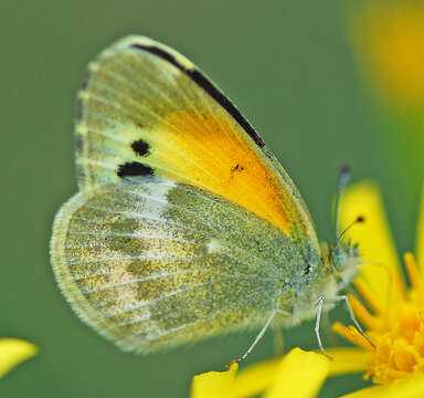 Image of Dainty Sulphur