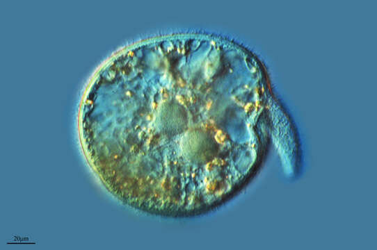 Image of Litostomatea