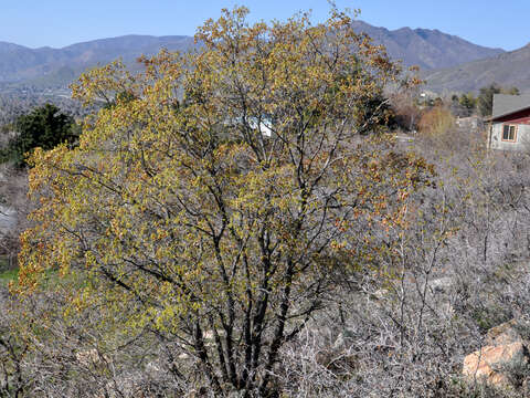 Image of Canyon Maple