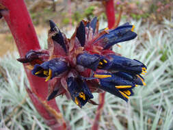 Image of Puya venusta (Baker) Phil.