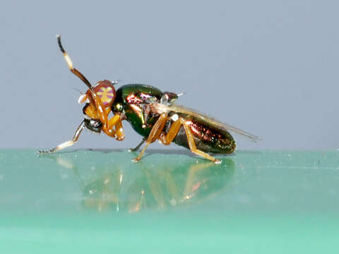 Image of Picture-winged fly