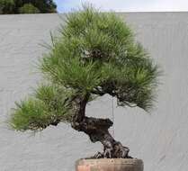 Image of Japanese Black Pine