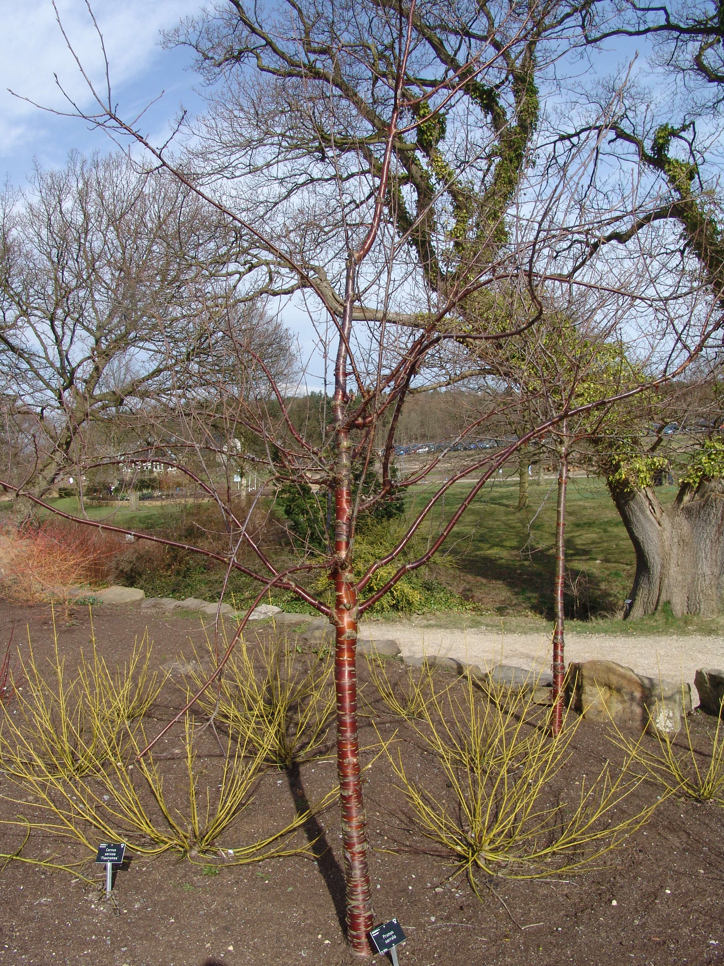 Image of Prunus serrula Franch.