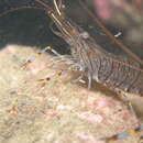 Image of Common prawn