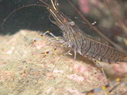 Image of Common prawn