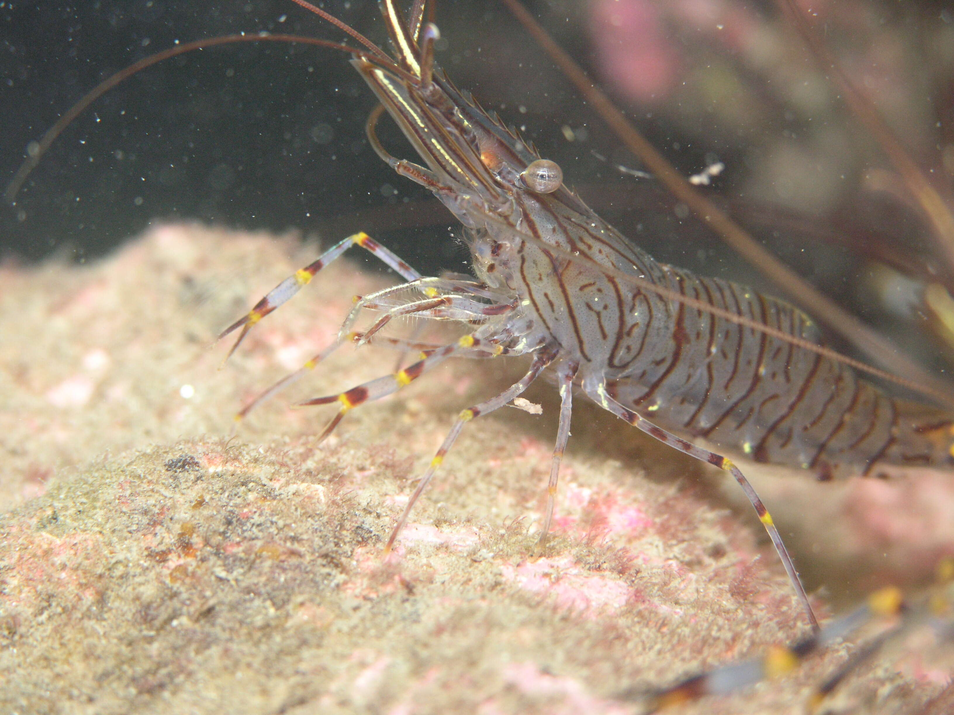 Image of coral shrimp