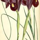 Image de Iris filifolia Boiss.