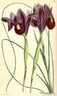 صورة Iris filifolia Boiss.