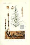 Image of field horsetail