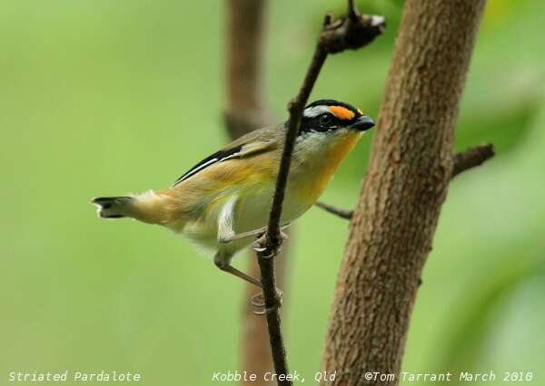 Image of pardalotes