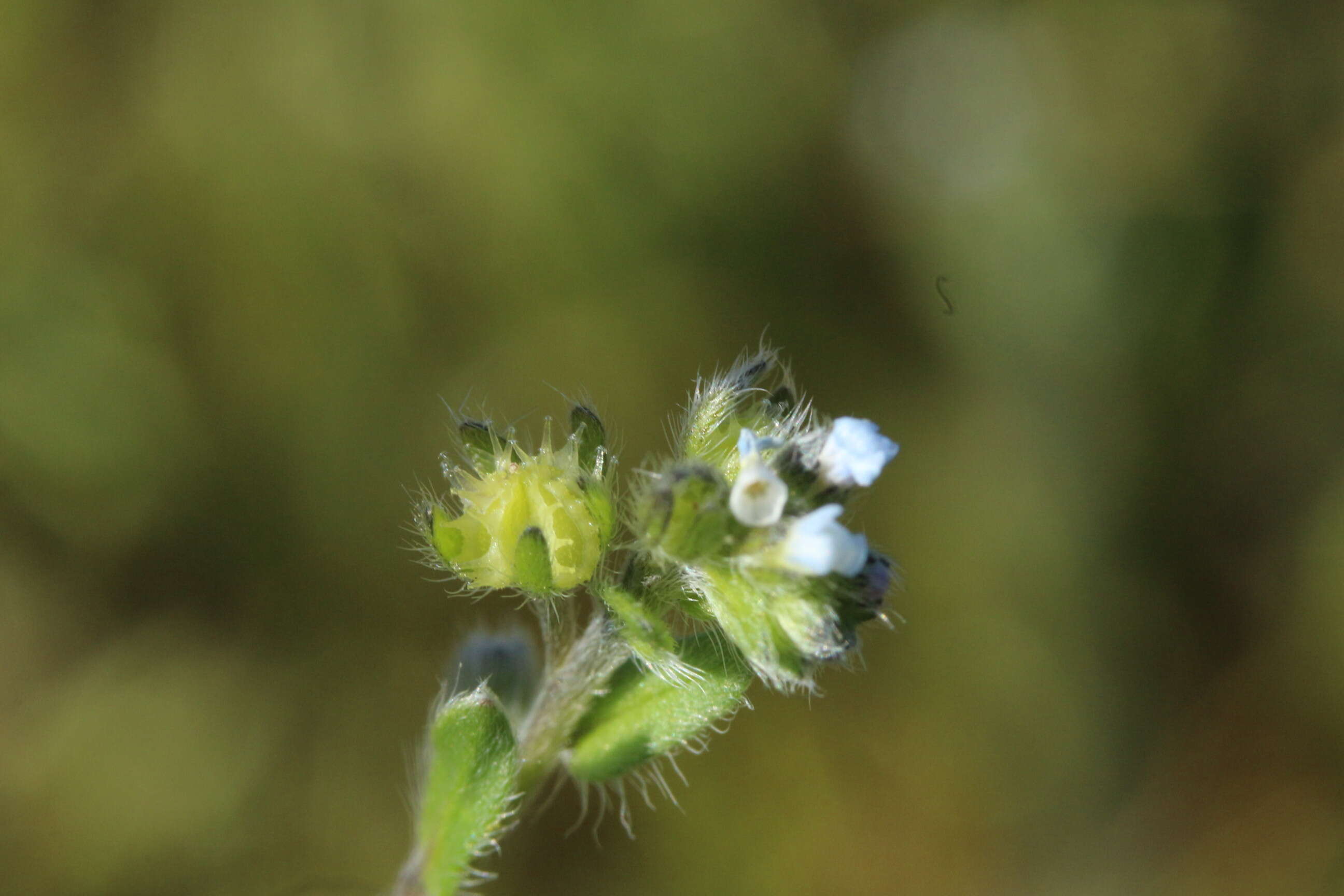 Image of stickseed