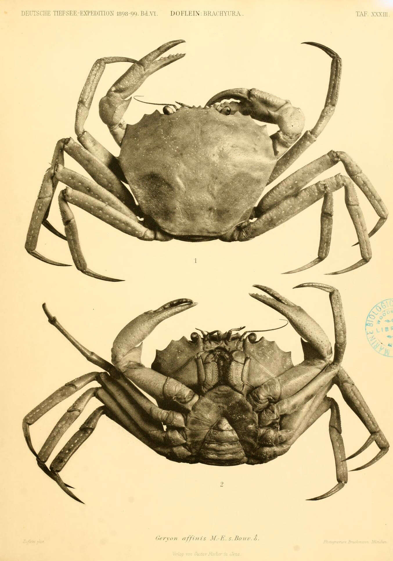 Image of deepsea crabs