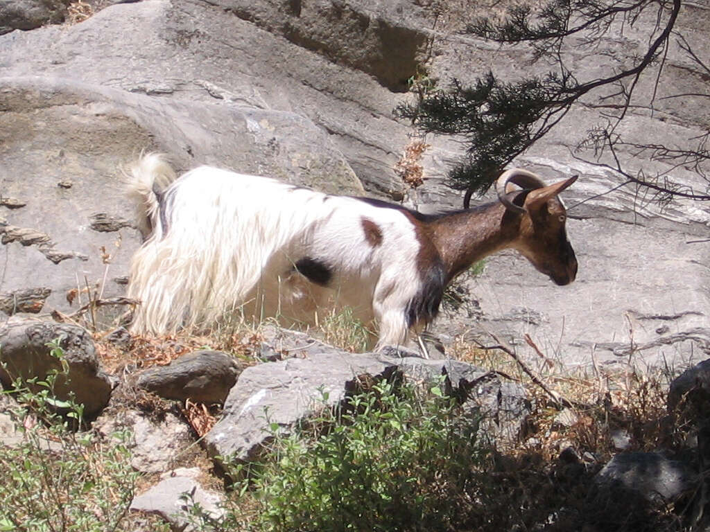 Image of domestic goat