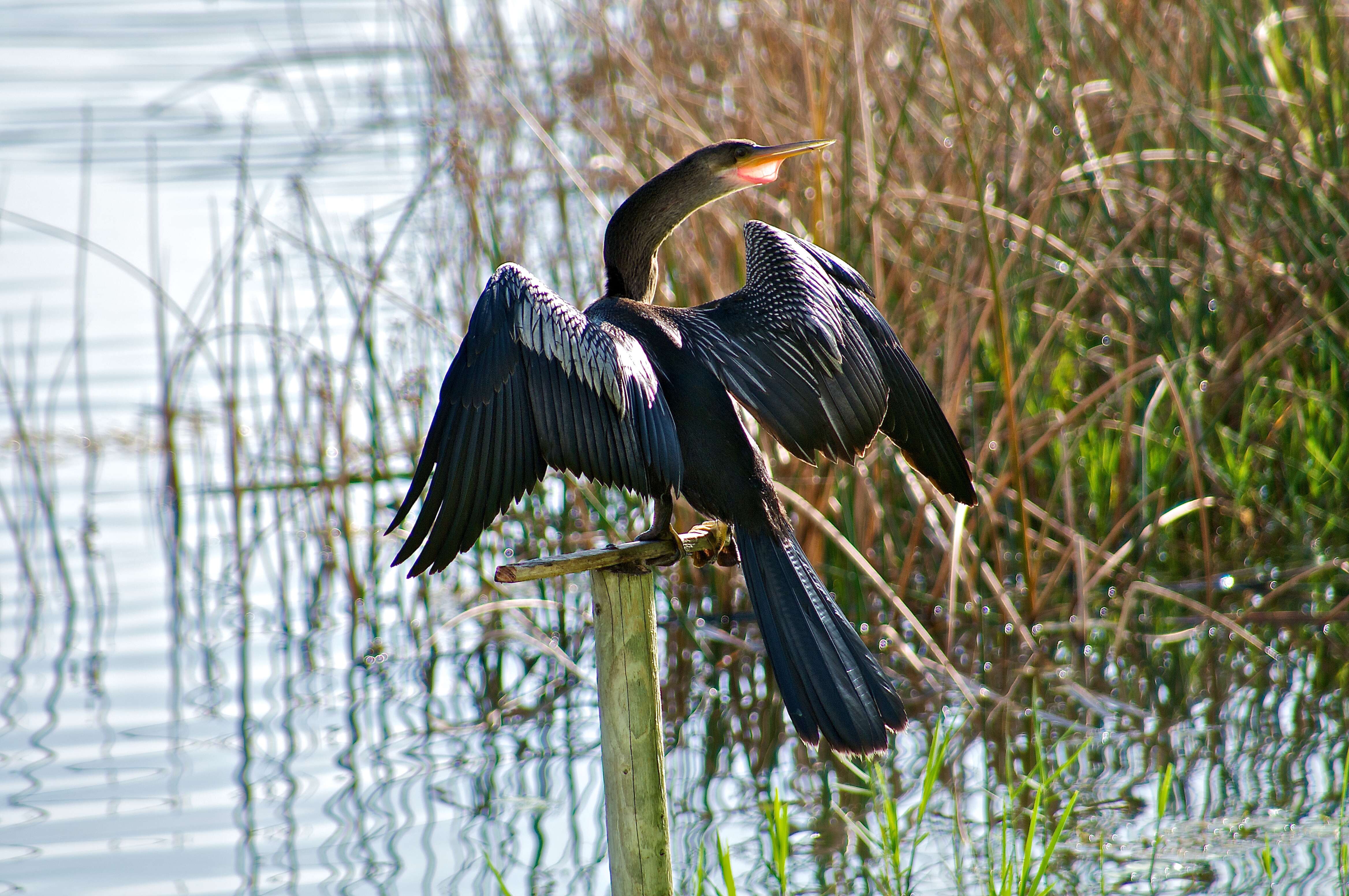 Image de Anhinga d'Amérique