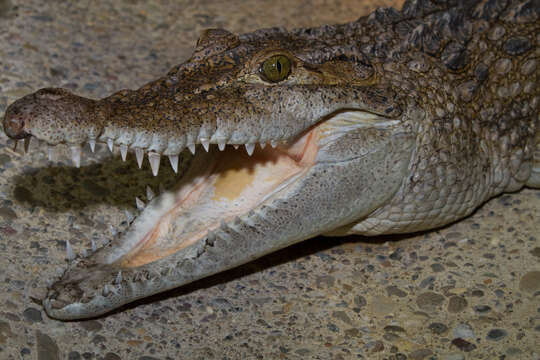 Image of Philippine crocodile