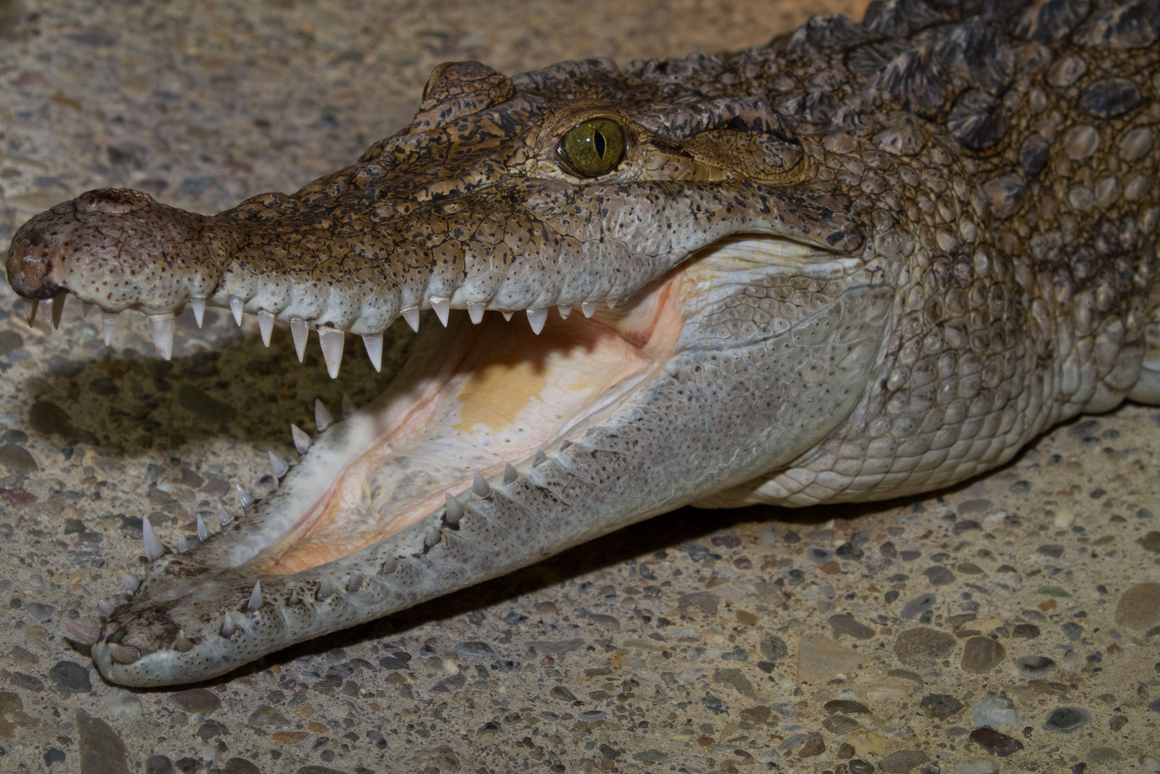 Crocodylus resmi