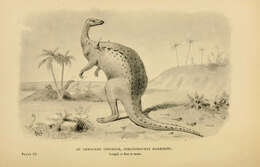 Image de Scelidosaurus Owen 1861