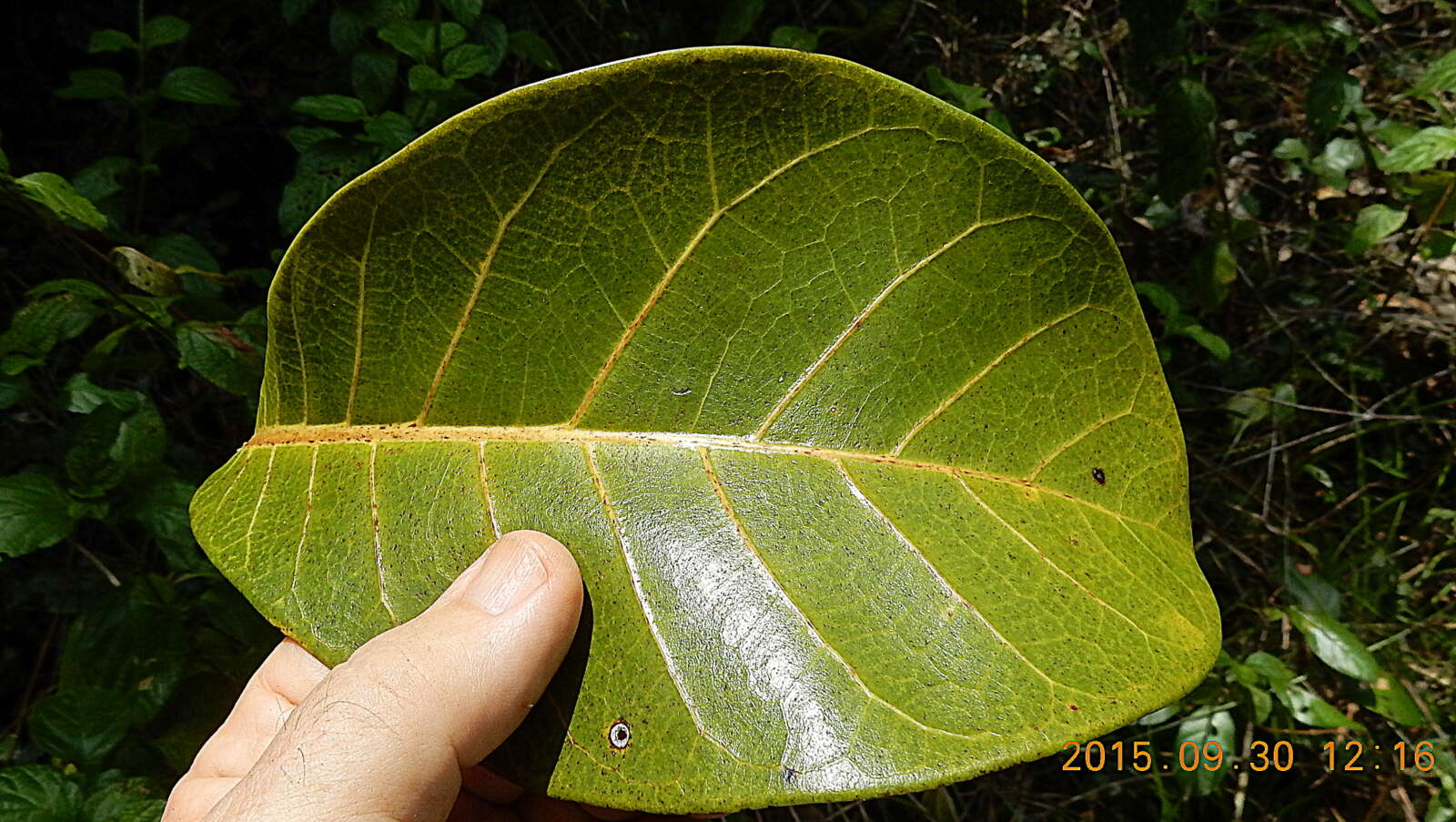 Ficus cyclophylla (Miq.) Miq.的圖片