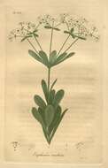 Sivun Euphorbia corollata L. kuva