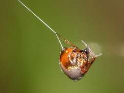 صورة Argyrodes antipodianus O. Pickard-Cambridge 1880