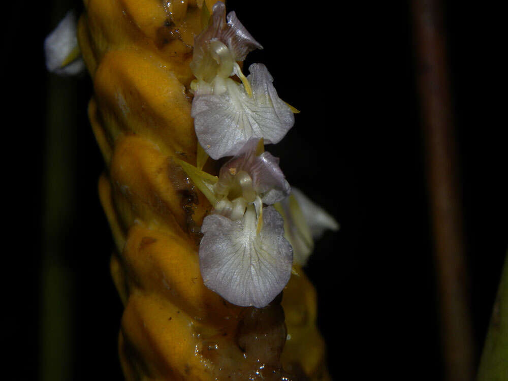 Image of rattlesnake plant